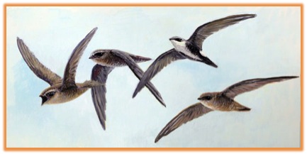 swifts